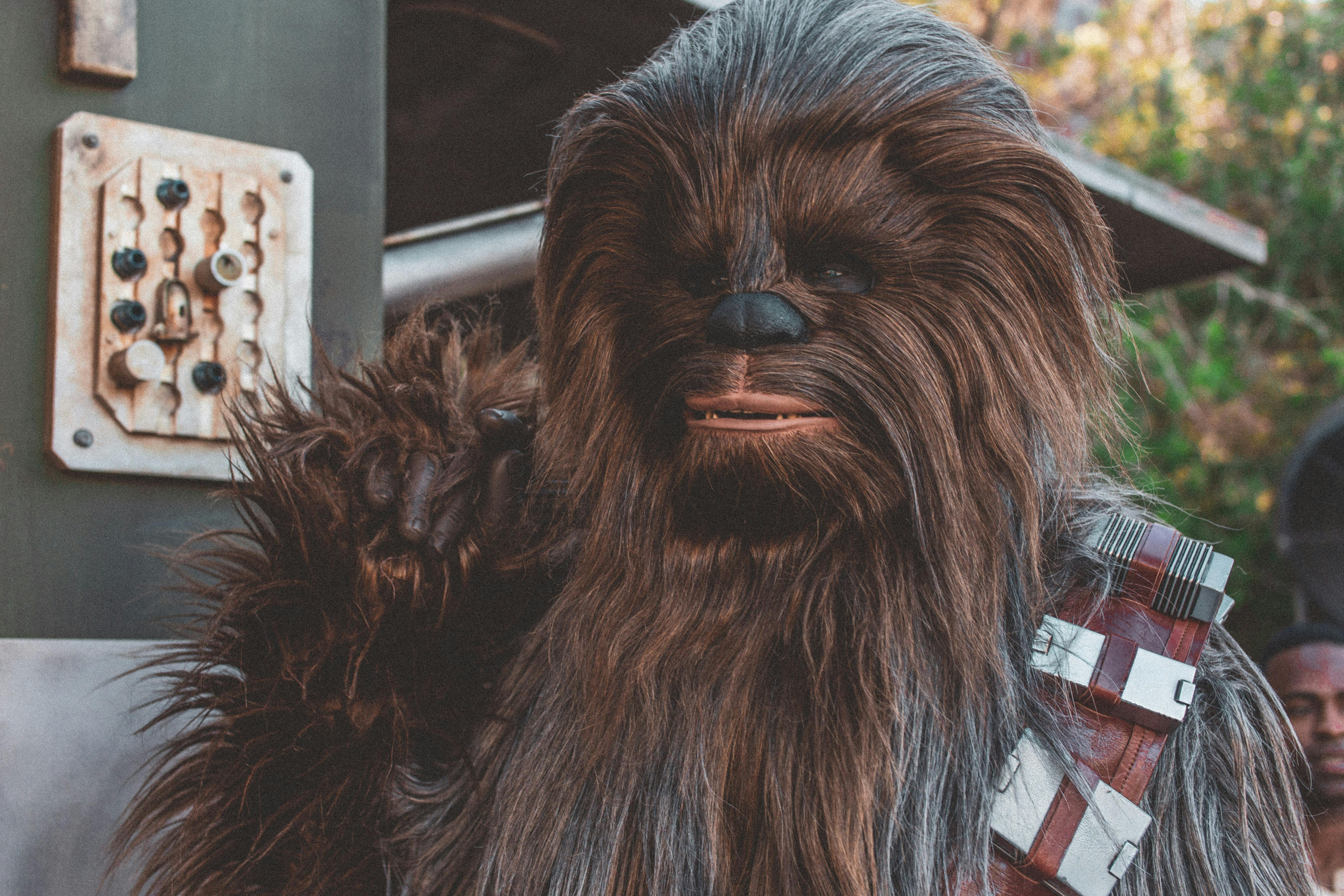 A fan wearing a Chewbacca costume